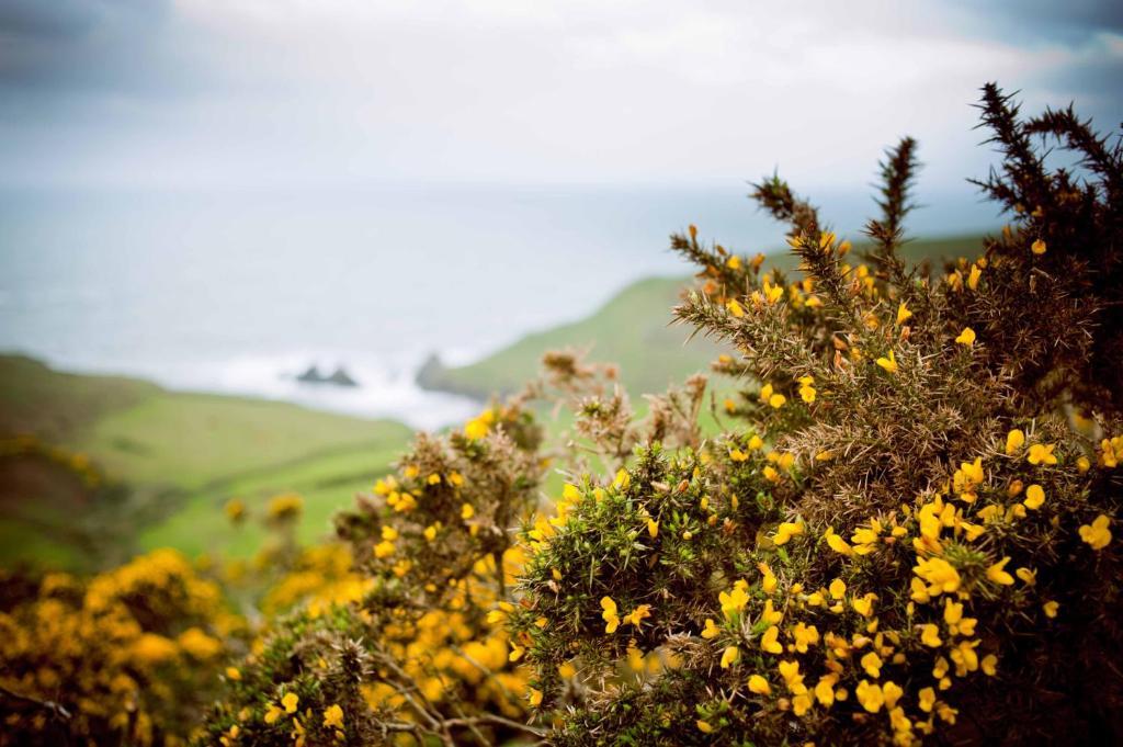 Soar Mill Cove Hotel Kingsbridge  Buitenkant foto